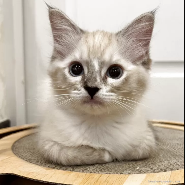 ラグドール【大阪府・女の子・2025年7月29日・シールリンクスポイントミテッド】の写真1