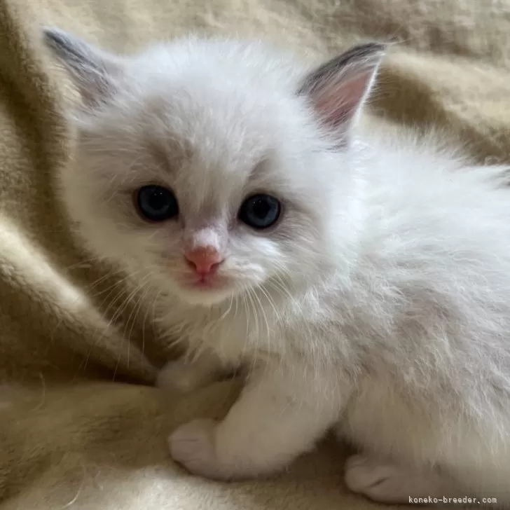 S.M 様のお迎えした子猫