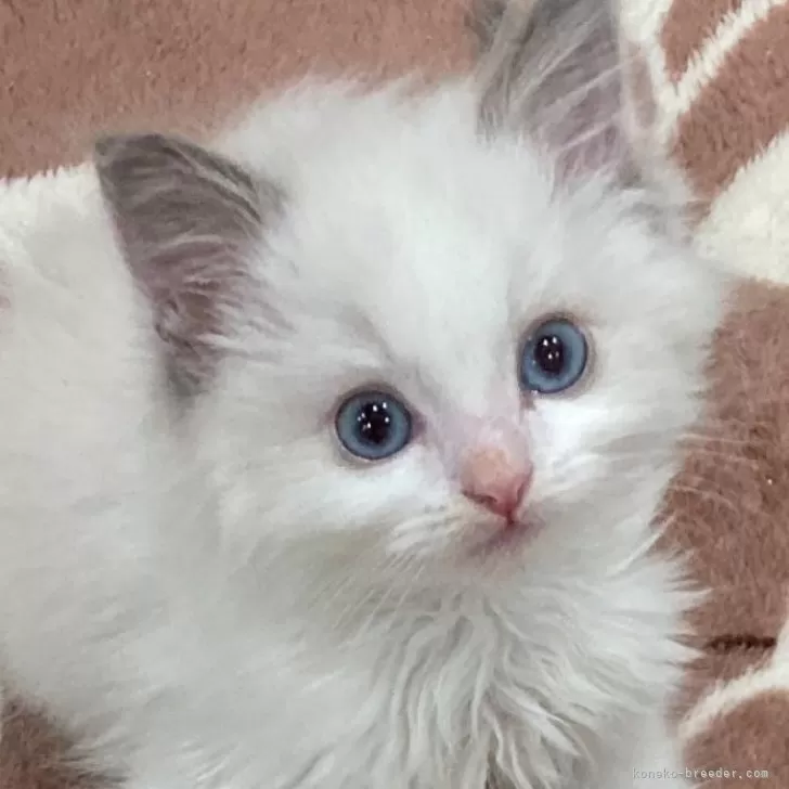 ID:2501-01347の子猫
