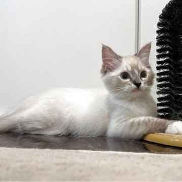 ラグドール【大阪府・女の子・2025年7月29日・シールリンクスポイントミテッド（フワフワロング）】の写真「レアカラー★賢く穏やかな印象です激カワです」