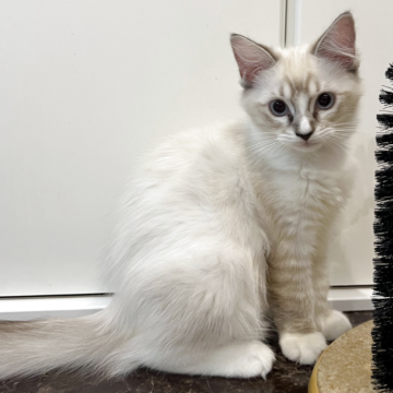 ラグドール【大阪府・女の子・2025年7月29日・シールリンクスポイントミテッド（フワフワロングコート）】の写真「レアカラー★人懐っこい賢い美猫ちゃん」