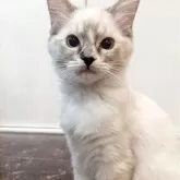 ラグドール【大阪府・女の子・2025年7月29日・シールリンクスポイントミテッド】の写真1