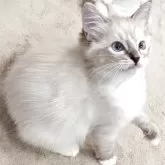 ラグドール【大阪府・女の子・2025年7月29日・シールリンクスポイントミテッド】の写真4