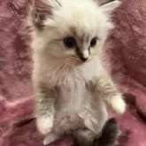 ラグドール【大阪府・女の子・2025年7月29日・シールリンクスポイントミテッド】の写真9