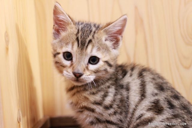 ID:1801-00221の子猫