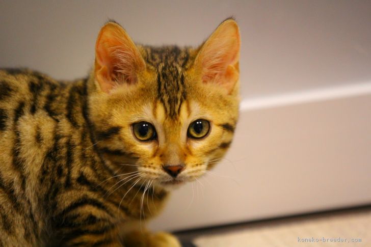 ID:1801-00222の子猫