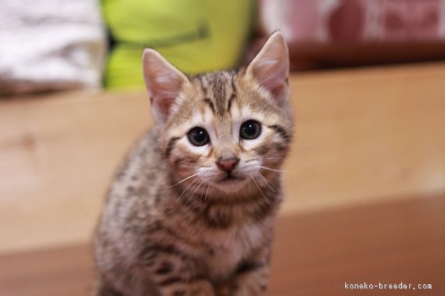 ID:1801-00218の子猫