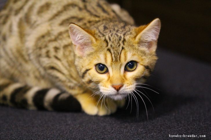 ID:1801-00224の子猫