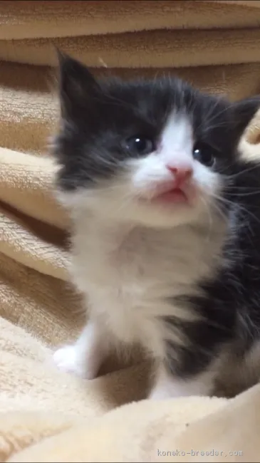 ID:1911-00684の子猫