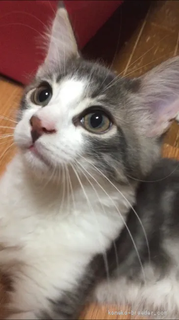 ID:1904-00265の子猫