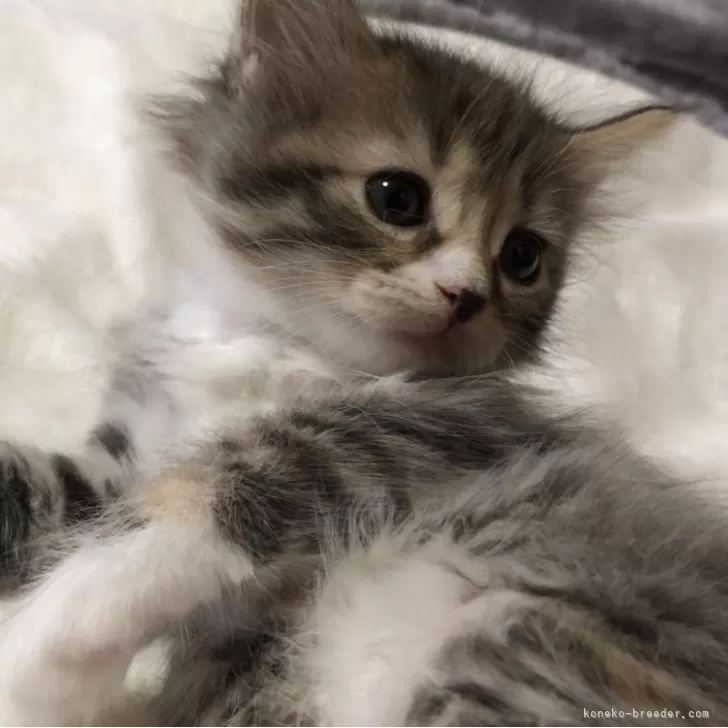 ID:2411-01978の子猫