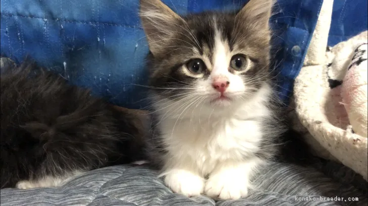 ID:1808-00274の子猫