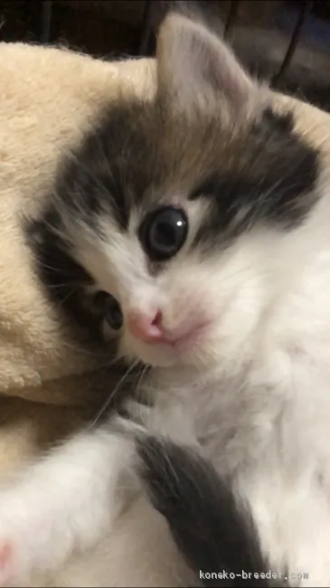 ID：2103-00289の子猫