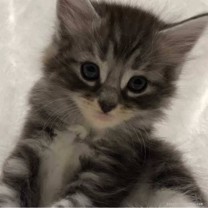 ID：2408-02159の子猫