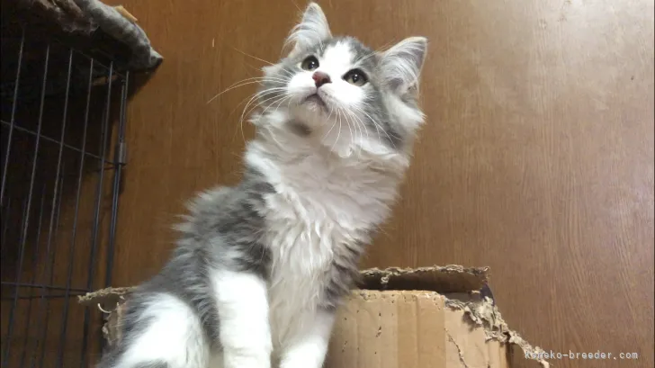 ID：2108-00776の子猫