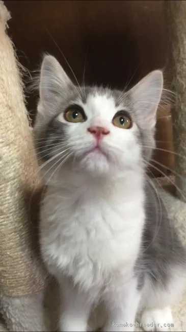 ID:1910-00405の子猫
