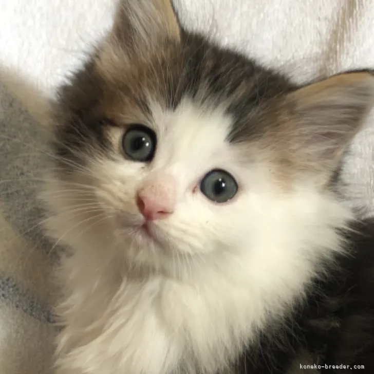 ID:2311-00994の子猫