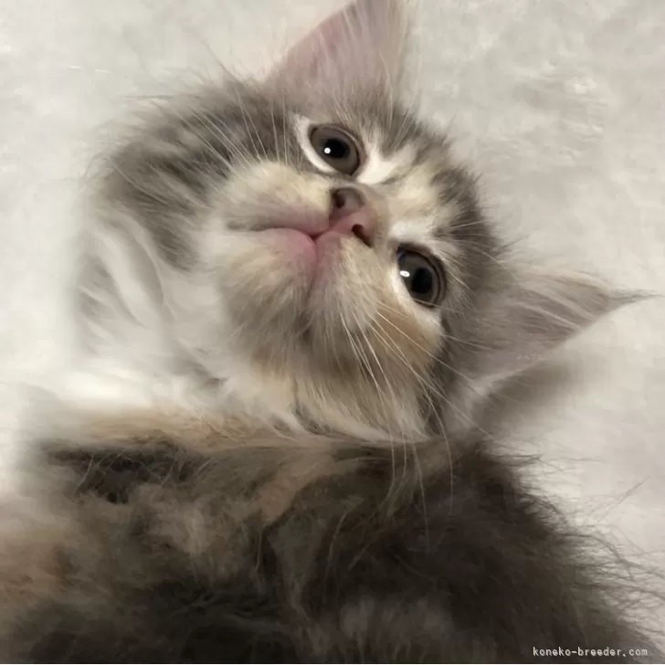 ID：2408-00678の子猫