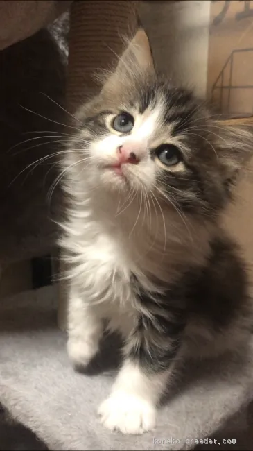 ID:2012-00166の子猫