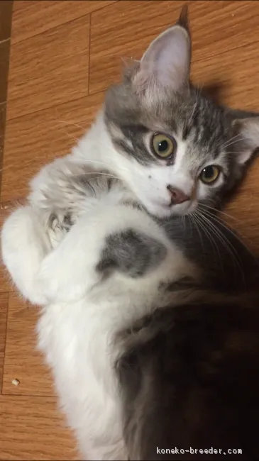 M.T 様のお迎えした子猫