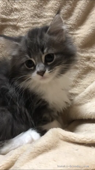 ID:2005-01143の子猫