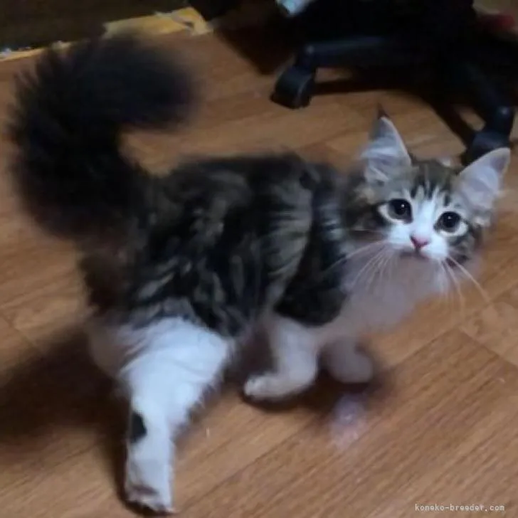 ID:2206-01757の子猫