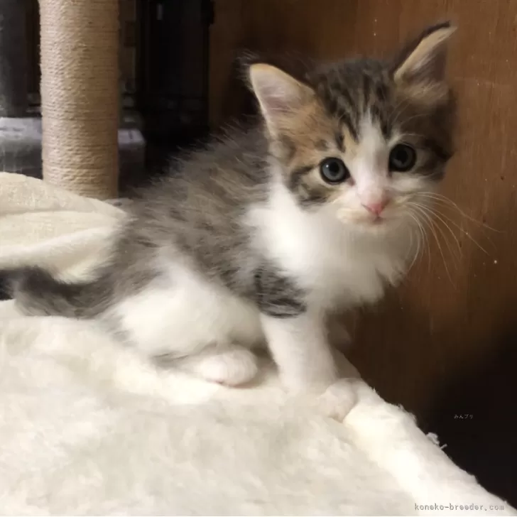 ID:2411-01977の子猫
