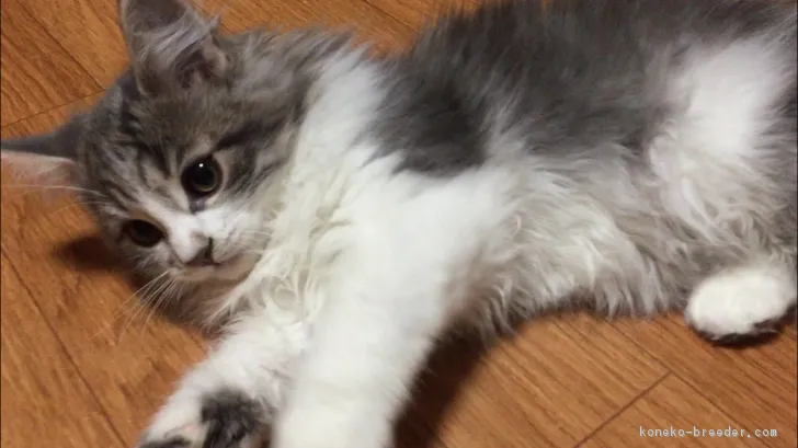 ID：1811-00020の子猫