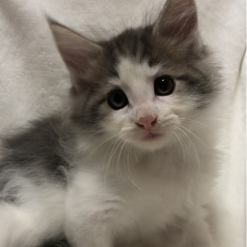 ノルウェージャンフォレストキャット【山梨県・男の子・2024年7月20日・ブルータビーアンドホワイト】の写真「人気のブルータビーアンドホワイトの男の子💙」