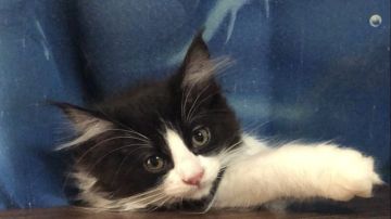 ノルウェージャンフォレストキャット【山梨県・男の子・2022年1月7日・ブラックアンドホワイト】の写真「綺麗なハチワレくん！ペンライトです♪」