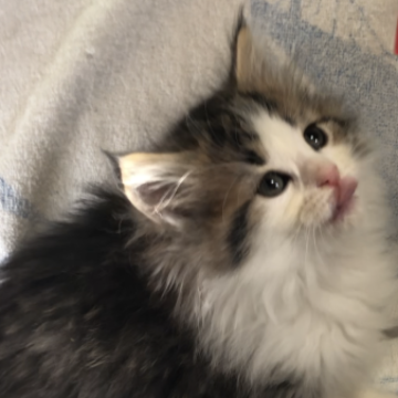 ノルウェージャンフォレストキャット【山梨県・女の子・2023年10月22日・ブラウンマッカレルタビーアンドホワイト】の写真「もふもふちゃん」