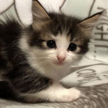 ノルウェージャンフォレストキャット【山梨県・女の子・2022年5月7日・ブラウンタビーアンドホワイト】の写真「人気のブラウンタビー✨」