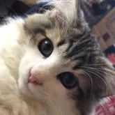 ノルウェージャンフォレストキャット【山梨県・男の子・2022年7月15日・ブラウンマッカレルタビーアンドホワイト】の写真1