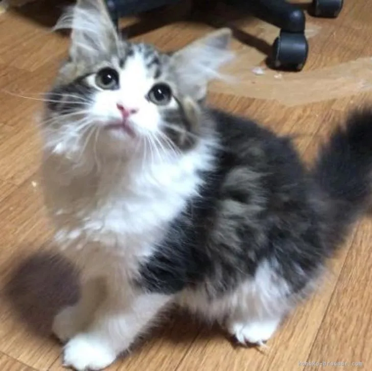 ID:2206-01754の子猫
