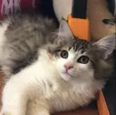 ノルウェージャンフォレストキャット【山梨県・男の子・2022年7月15日・ブラウンマッカレルタビーアンドホワイト】の写真2