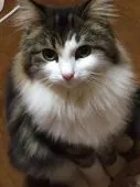 ノルウェージャンフォレストキャット【山梨県・男の子・2019年1月13日・】の写真4「母猫」
