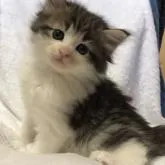 ノルウェージャンフォレストキャット【山梨県・男の子・2022年7月15日・ブラウンマッカレルタビーアンドホワイト】の写真5