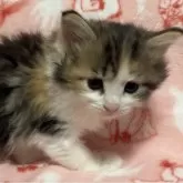 ノルウェージャンフォレストキャット【山梨県・女の子・2025年3月5日・キャリコ】の写真1