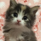 ノルウェージャンフォレストキャット