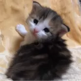 ノルウェージャンフォレストキャット【山梨県・女の子・2025年3月5日・キャリコ】の写真3