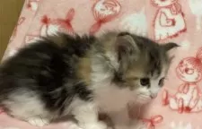 ノルウェージャンフォレストキャット【山梨県・女の子・2025年3月5日・キャリコ】の写真6