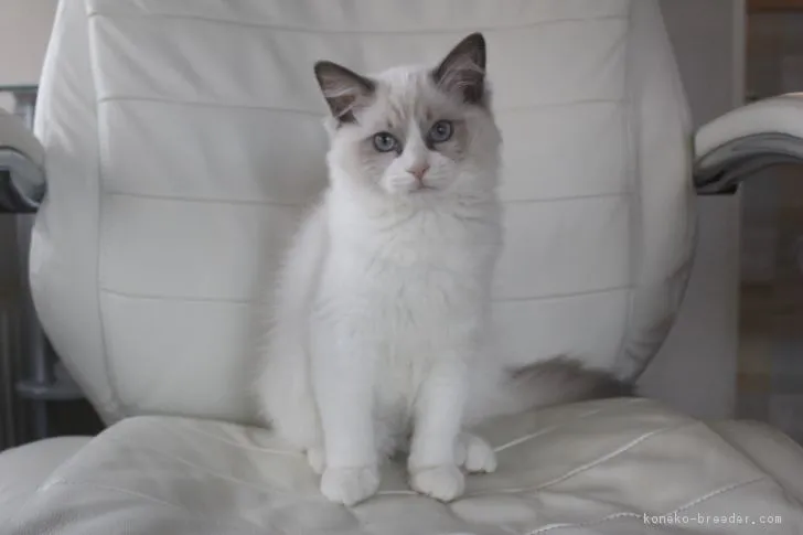 ID：1710-00755の子猫