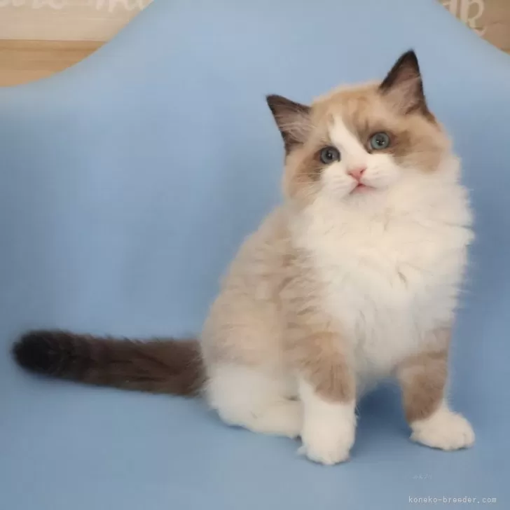 やまだ 様のお迎えした子猫
