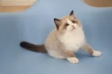 ラグドール【北海道・男の子・2024年11月11日・シールポイントバイカラー】の写真2