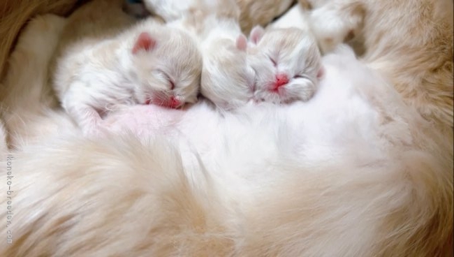 すくすく成長している様子です🍼｜亀田　麗花(かめだ　れいか)ブリーダー(群馬県・ブリティッシュショートヘアなど・ICC登録)の紹介写真3
