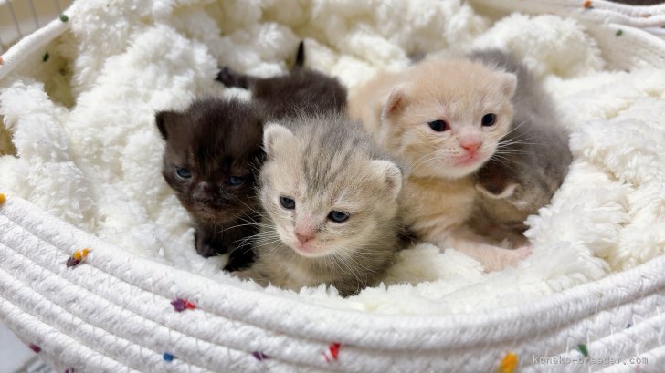 亀田麗花ブリーダーのブログ:とっても可愛い🩷マンチカンの赤ちゃん生まれました🐈🩷