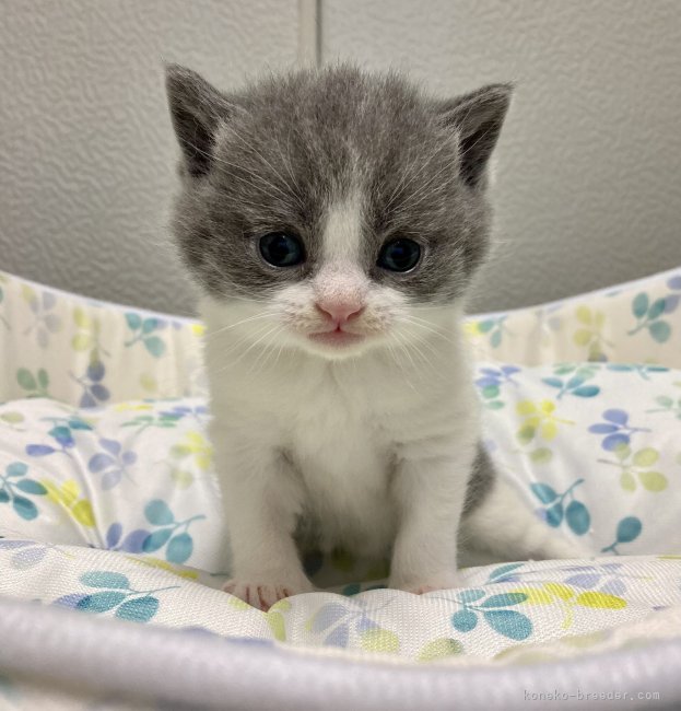 亀田静江ブリーダーのブログ ジャスミンママの可愛い子猫ちゃん 22 6 9 みんなの子猫ブリーダー