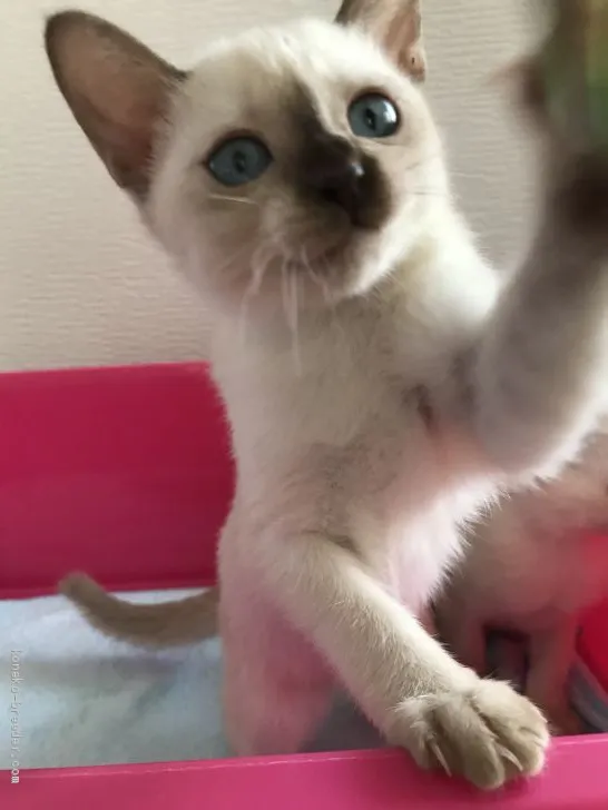 ID：1910-01572の子猫