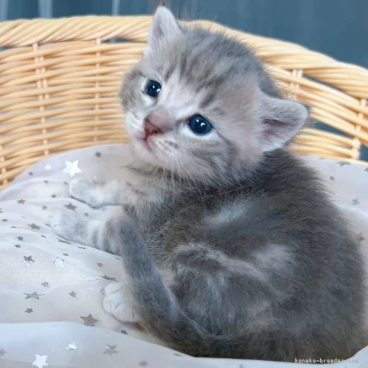 ID:2408-01878の子猫