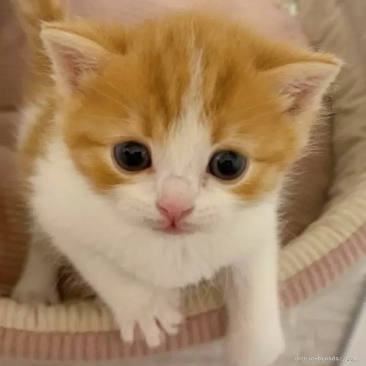 ID:2405-03660の子猫